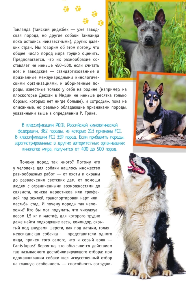 Rasy psów. Wskaźnik