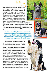 Rasy psów. Wskaźnik