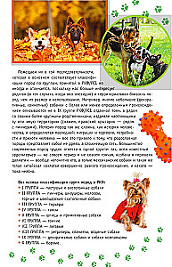 Rasy psów. Wskaźnik