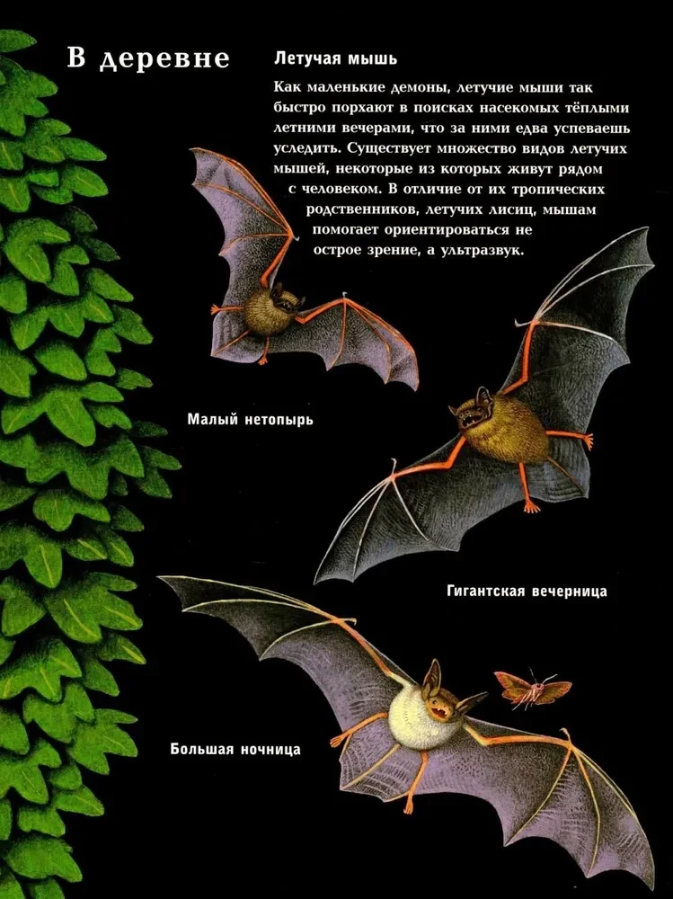 Nocne zwierzęta