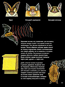 Nocne zwierzęta