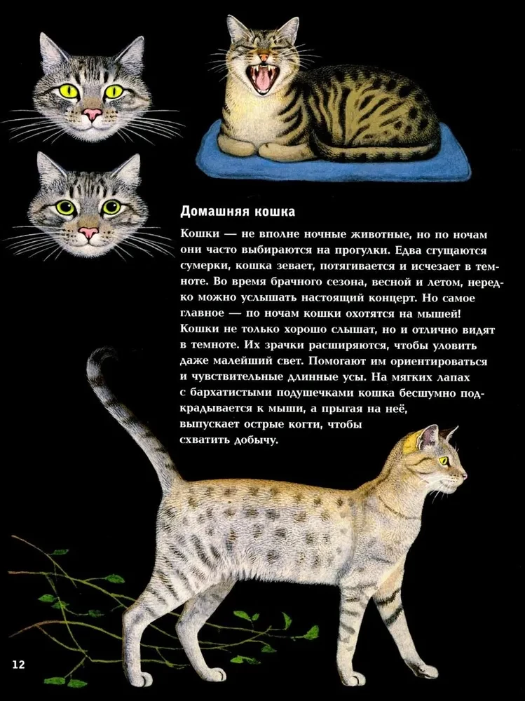 Nocne zwierzęta
