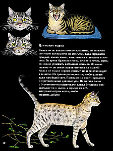 Nocne zwierzęta
