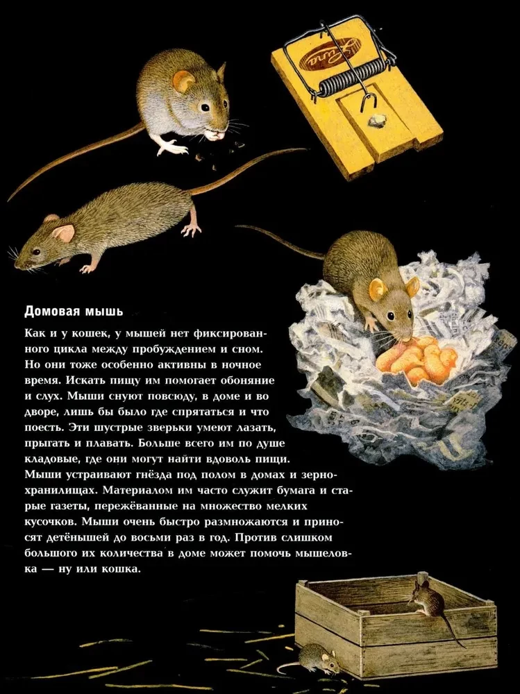 Nocne zwierzęta