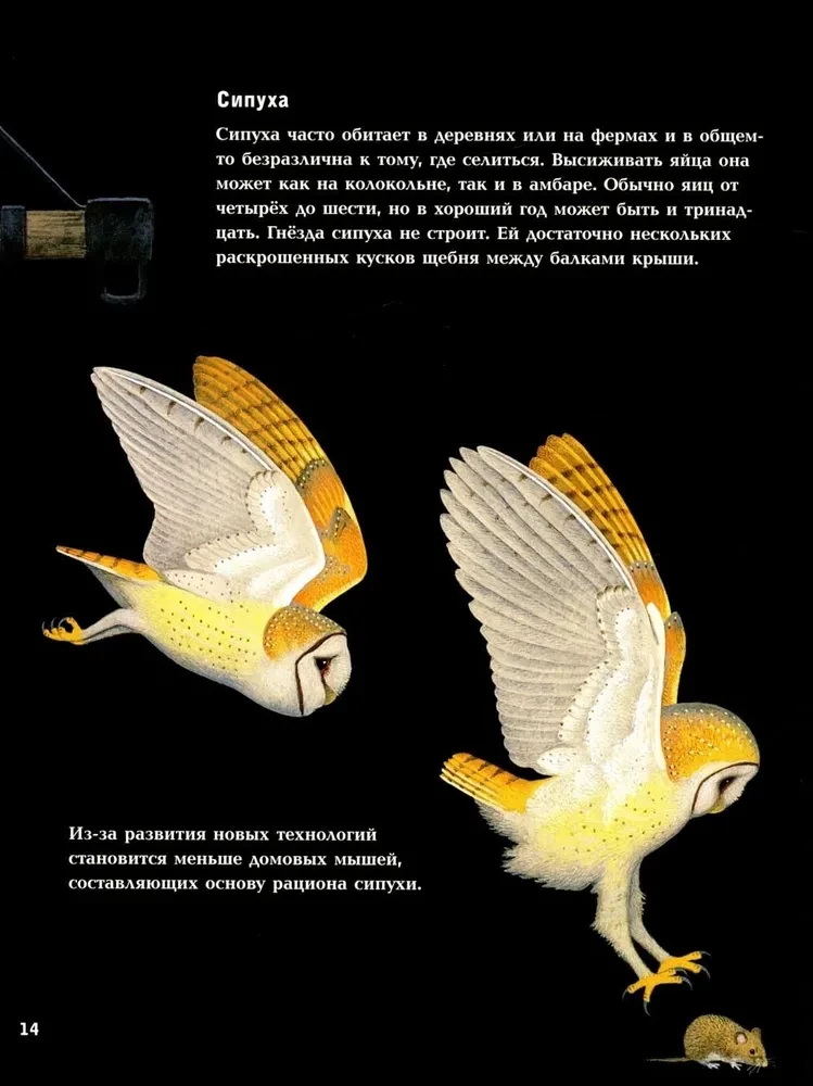 Nocne zwierzęta