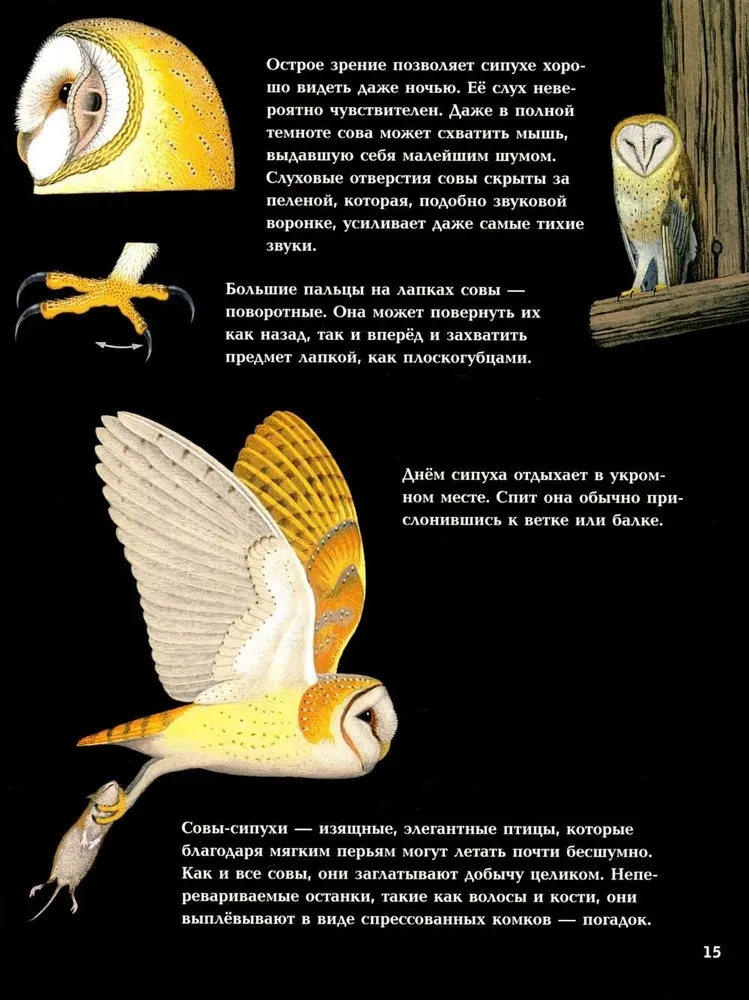 Nocne zwierzęta