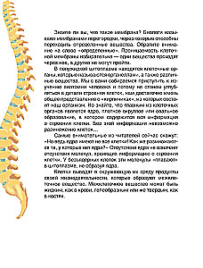 Baśniowa anatomia