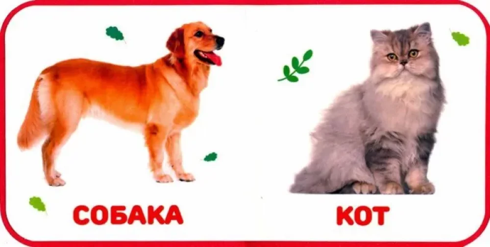 Zwierzęta domowe