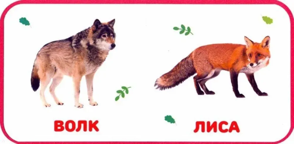 Дикие животные