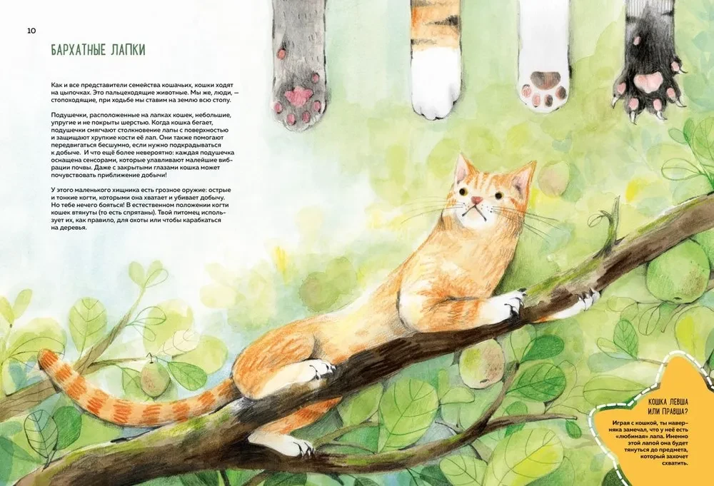 Incredible Cats. Everything You Need to Know About Your Favorite Pets