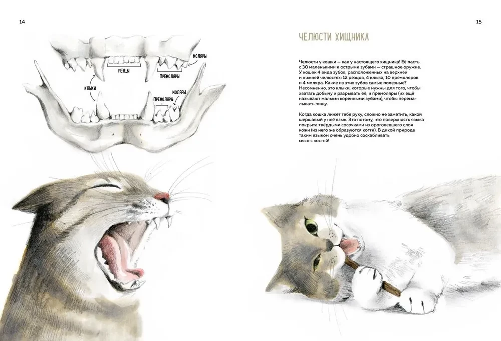 Incredible Cats. Everything You Need to Know About Your Favorite Pets