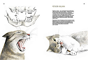 Incredible Cats. Everything You Need to Know About Your Favorite Pets