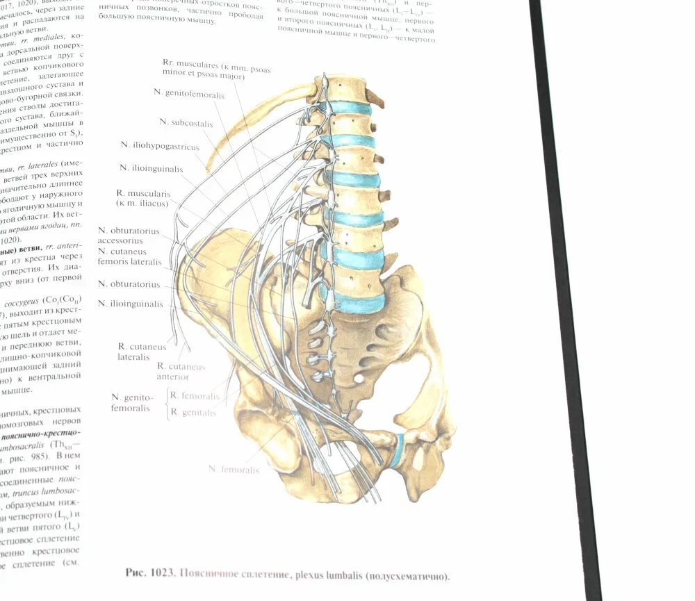 Inimese anatoomia atlas. Köide 3. Neuroloogia. Esteesiaoloogia