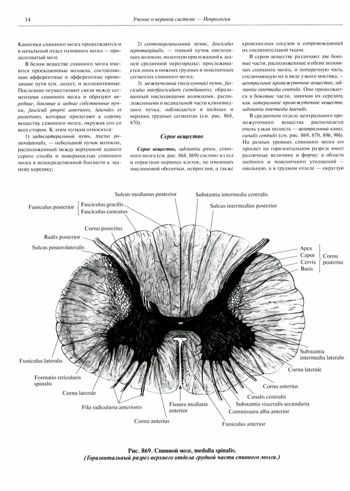 Inimese anatoomia atlas. Köide 3. Neuroloogia. Esteesiaoloogia