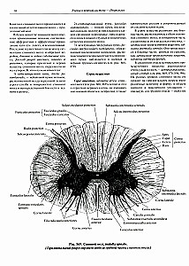 Inimese anatoomia atlas. Köide 3. Neuroloogia. Esteesiaoloogia