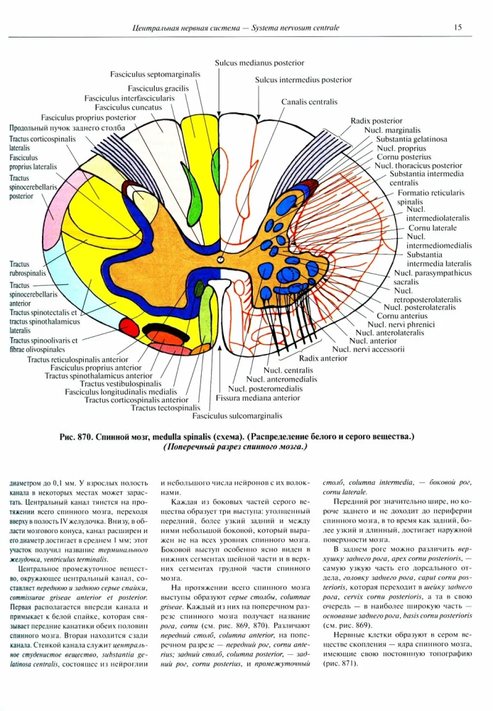 Inimese anatoomia atlas. Köide 3. Neuroloogia. Esteesiaoloogia