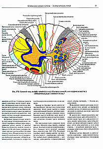 Inimese anatoomia atlas. Köide 3. Neuroloogia. Esteesiaoloogia