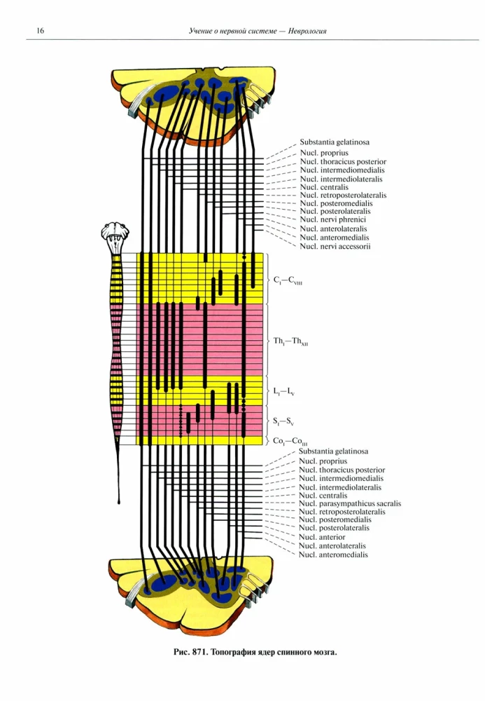 Inimese anatoomia atlas. Köide 3. Neuroloogia. Esteesiaoloogia