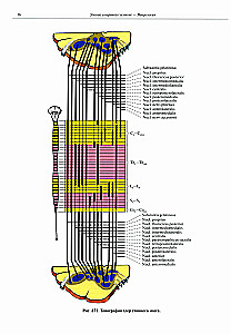 Inimese anatoomia atlas. Köide 3. Neuroloogia. Esteesiaoloogia