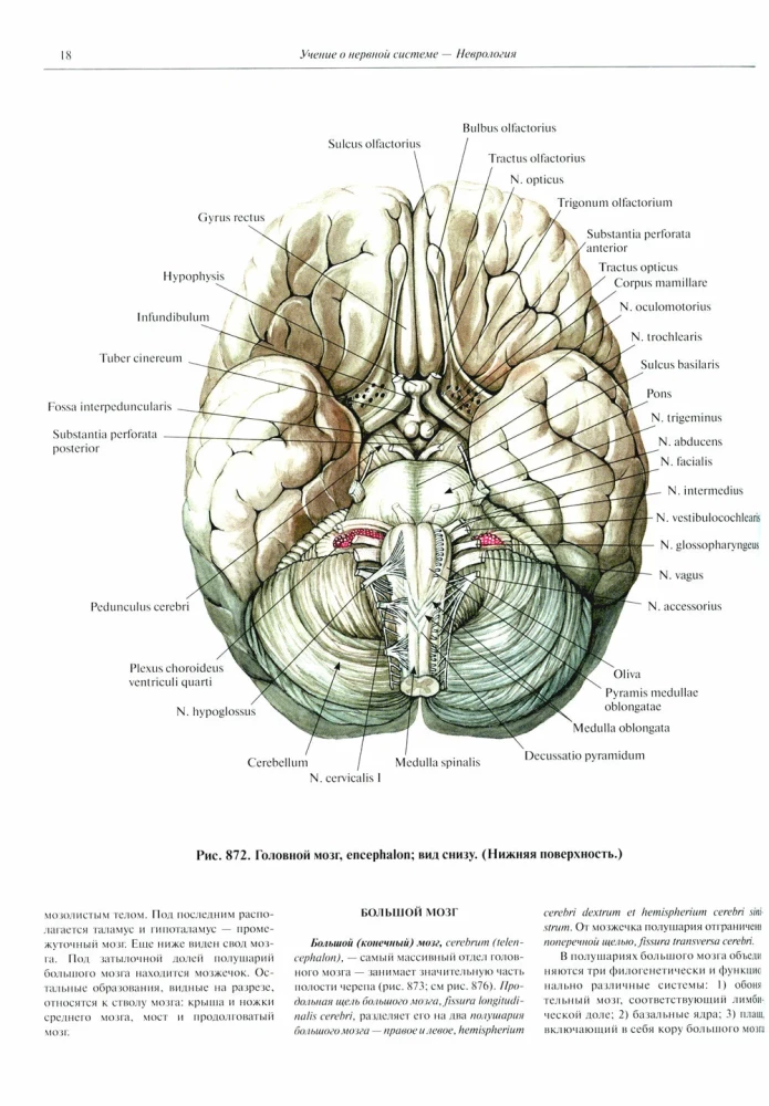 Inimese anatoomia atlas. Köide 3. Neuroloogia. Esteesiaoloogia