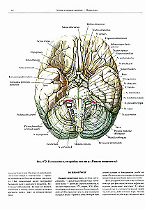 Inimese anatoomia atlas. Köide 3. Neuroloogia. Esteesiaoloogia