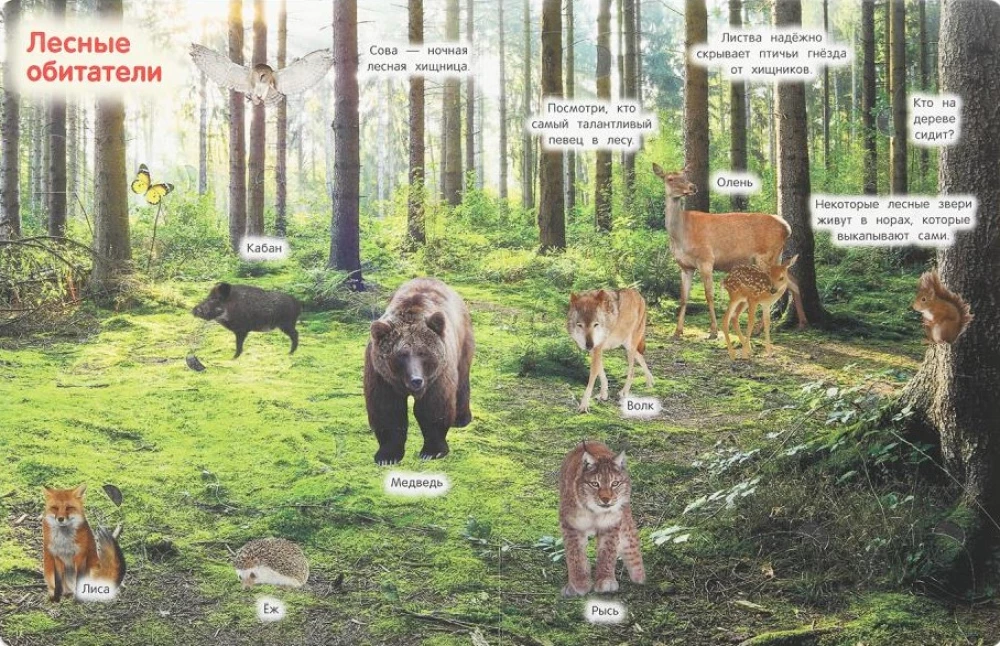 Zwierzęta. 50 okienek dla maluchów