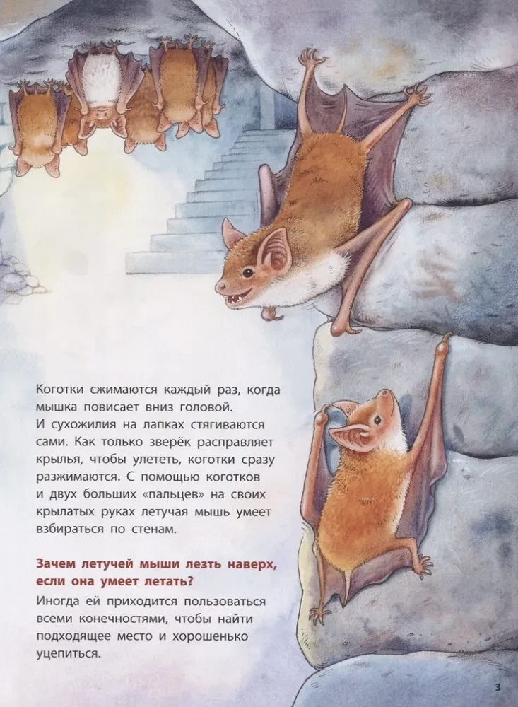 Kur lido sikspārnis? Izglītojošas stāsti