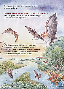 Kur lido sikspārnis? Izglītojošas stāsti