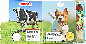 Zwierzęta domowe