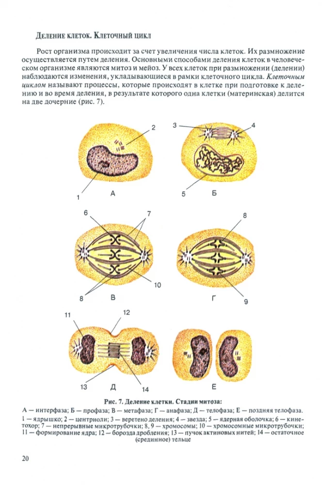 Human Anatomy for Pediatricians. Volume 1