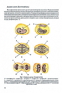 Human Anatomy for Pediatricians. Volume 1