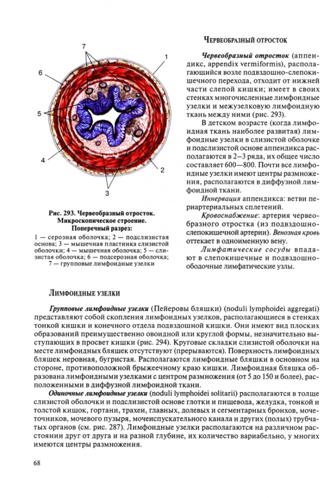 Human Anatomy for Pediatricians. Volume 2