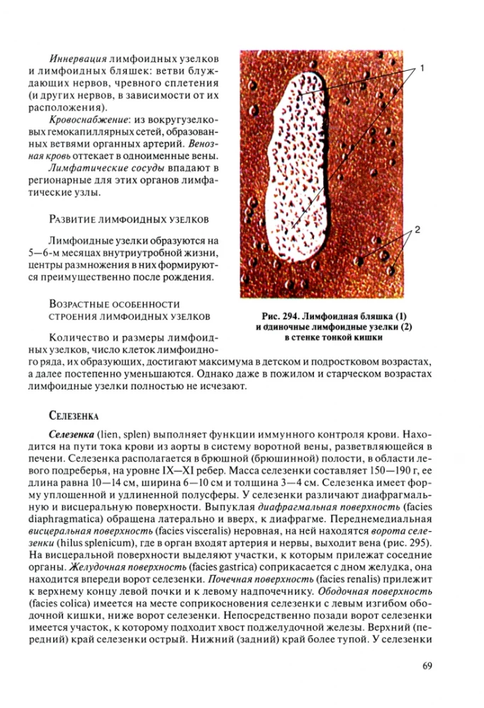 Human Anatomy for Pediatricians. Volume 2