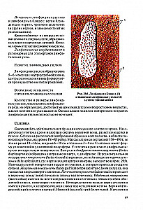 Human Anatomy for Pediatricians. Volume 2