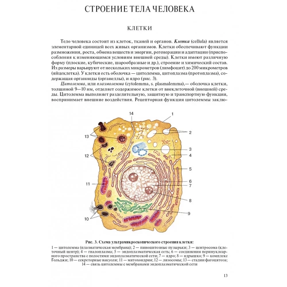 Human Anatomy for Pediatricians. Volume 2
