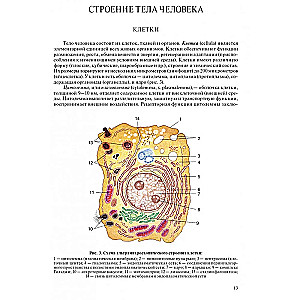 Human Anatomy for Pediatricians. Volume 2
