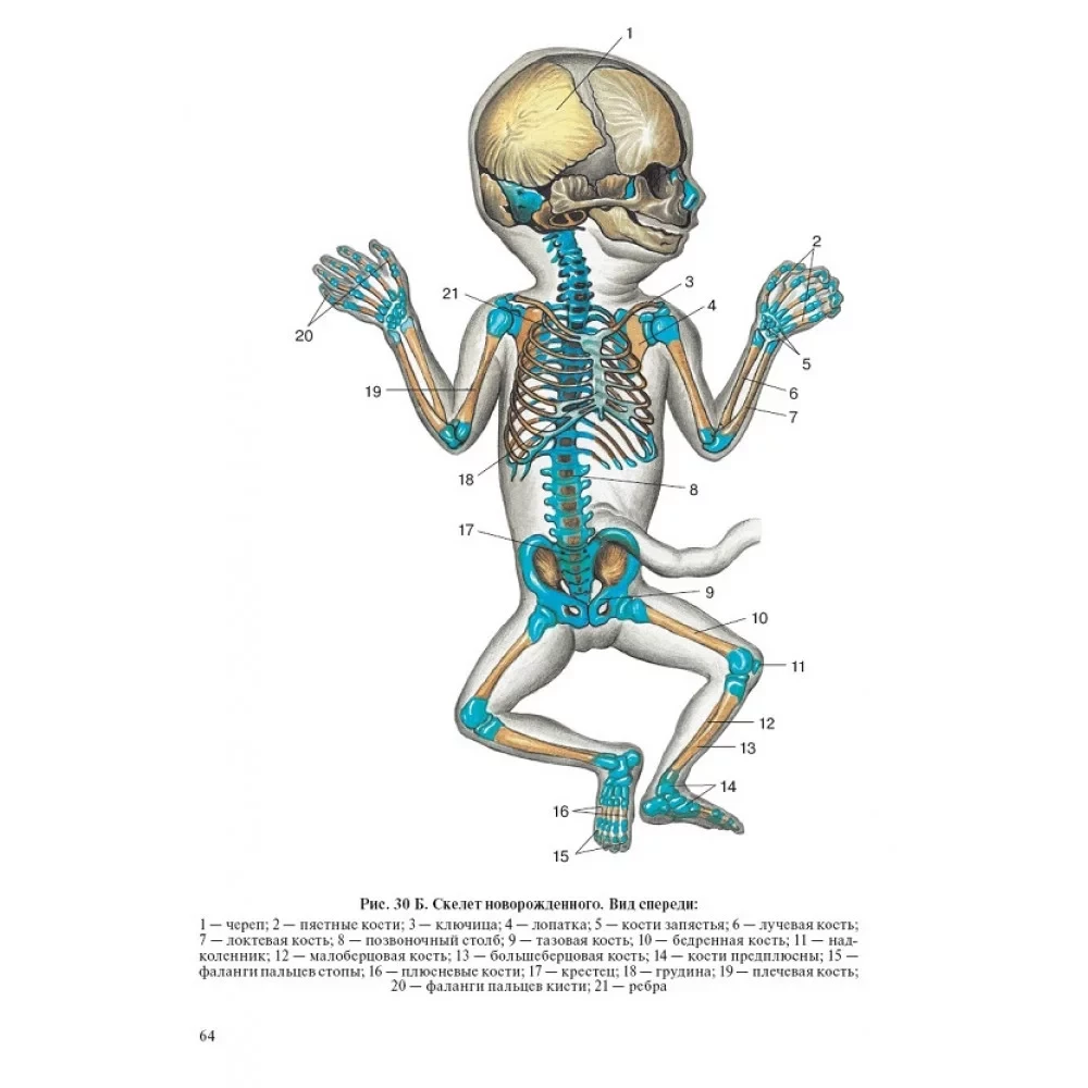 Human Anatomy for Pediatricians. Volume 2