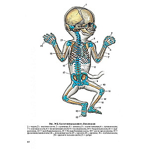 Human Anatomy for Pediatricians. Volume 2