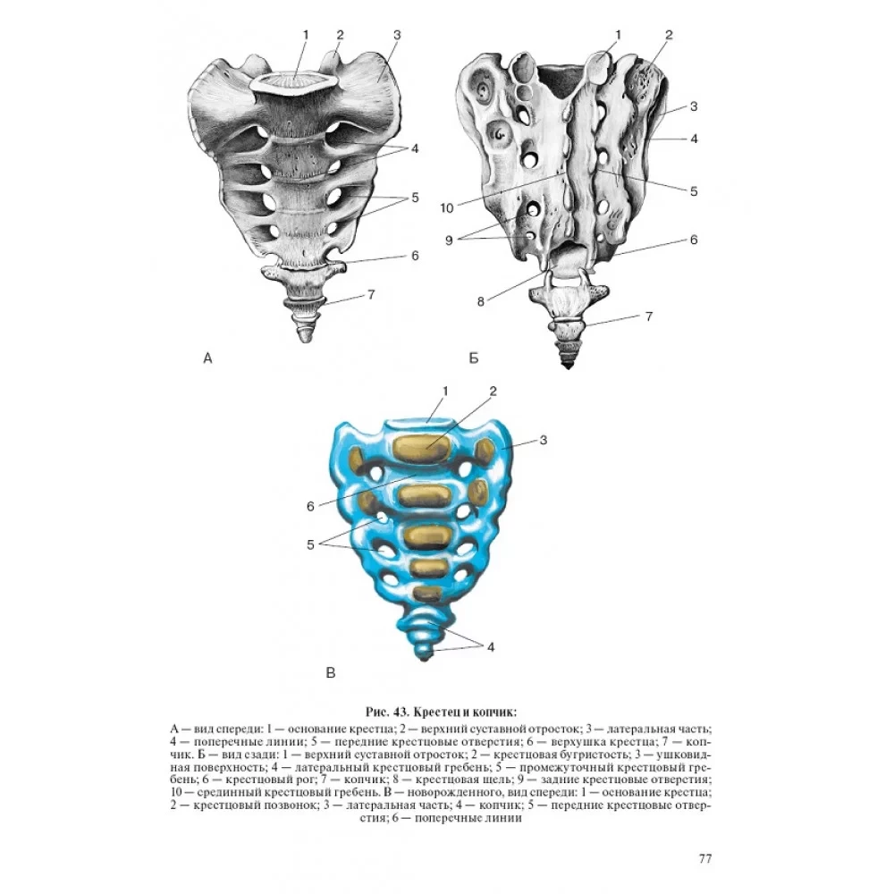 Human Anatomy for Pediatricians. Volume 2