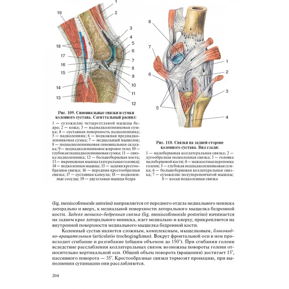 Human Anatomy for Pediatricians. Volume 2