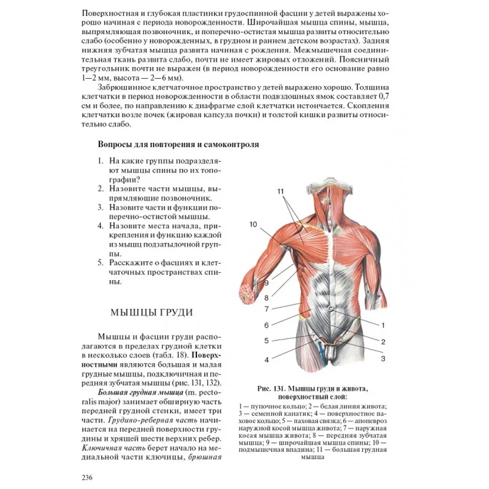 Human Anatomy for Pediatricians. Volume 2