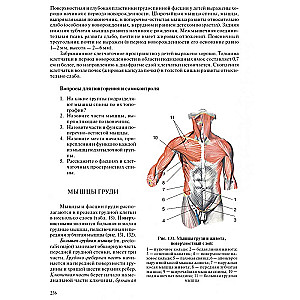 Human Anatomy for Pediatricians. Volume 2