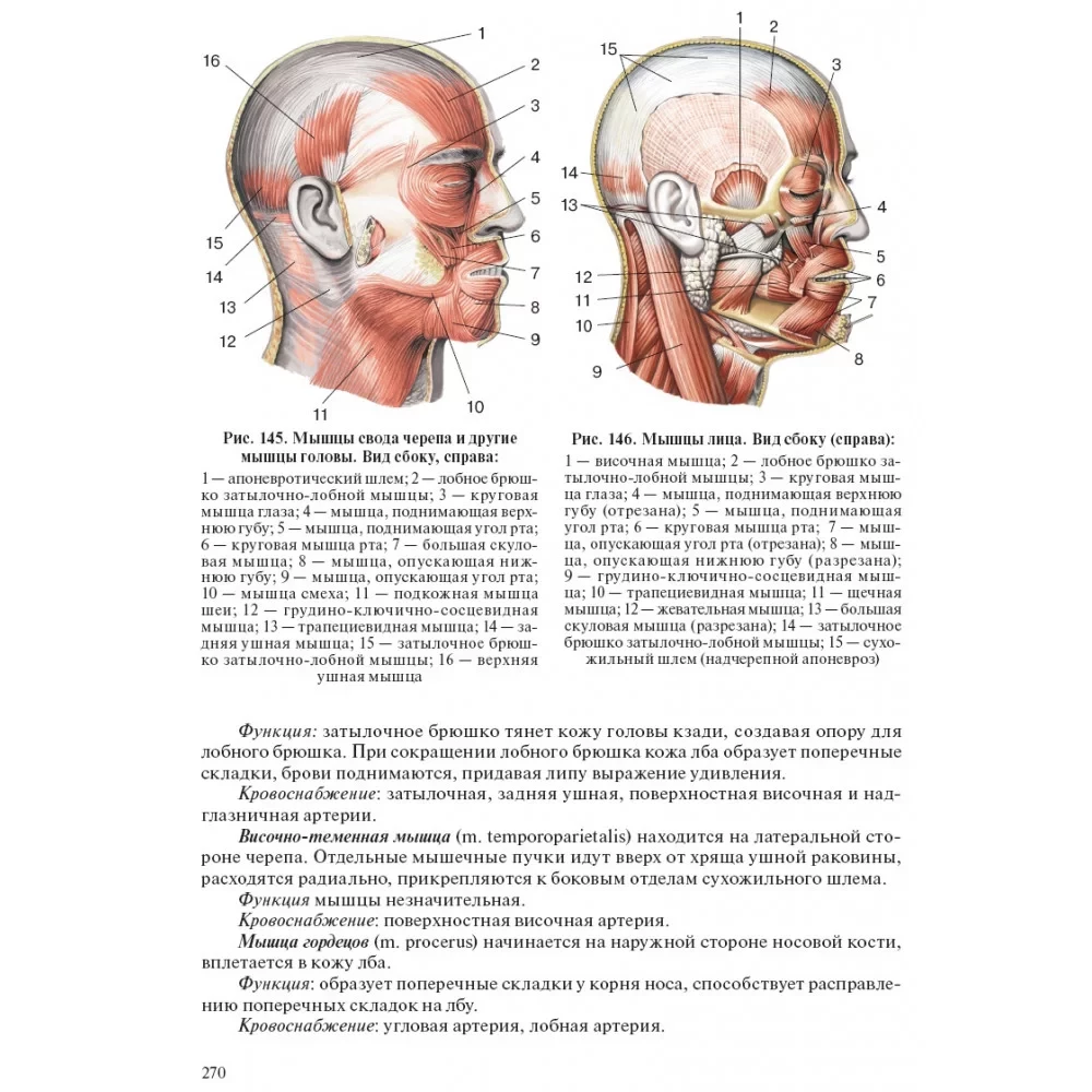 Human Anatomy for Pediatricians. Volume 2