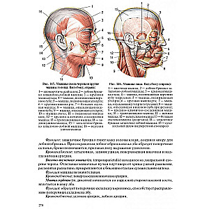 Human Anatomy for Pediatricians. Volume 2